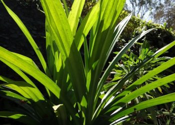 Manfaat daun pandan untuk wanita biar makin sehat