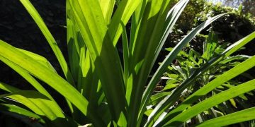 Manfaat daun pandan untuk wanita biar makin sehat