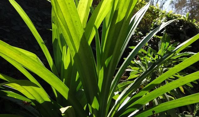 Manfaat daun pandan untuk wanita biar makin sehat